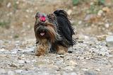 YORKSHIRE TERRIER 403